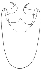 avirostris